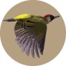 Praktijk De Groene Vogel - Karen Geenen - Therapie